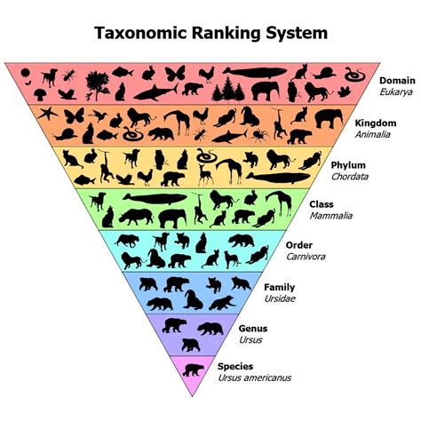 Category:Species .